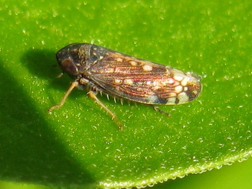 cicadellide....Neoaliturus cfr. fenestratus dalla Campania